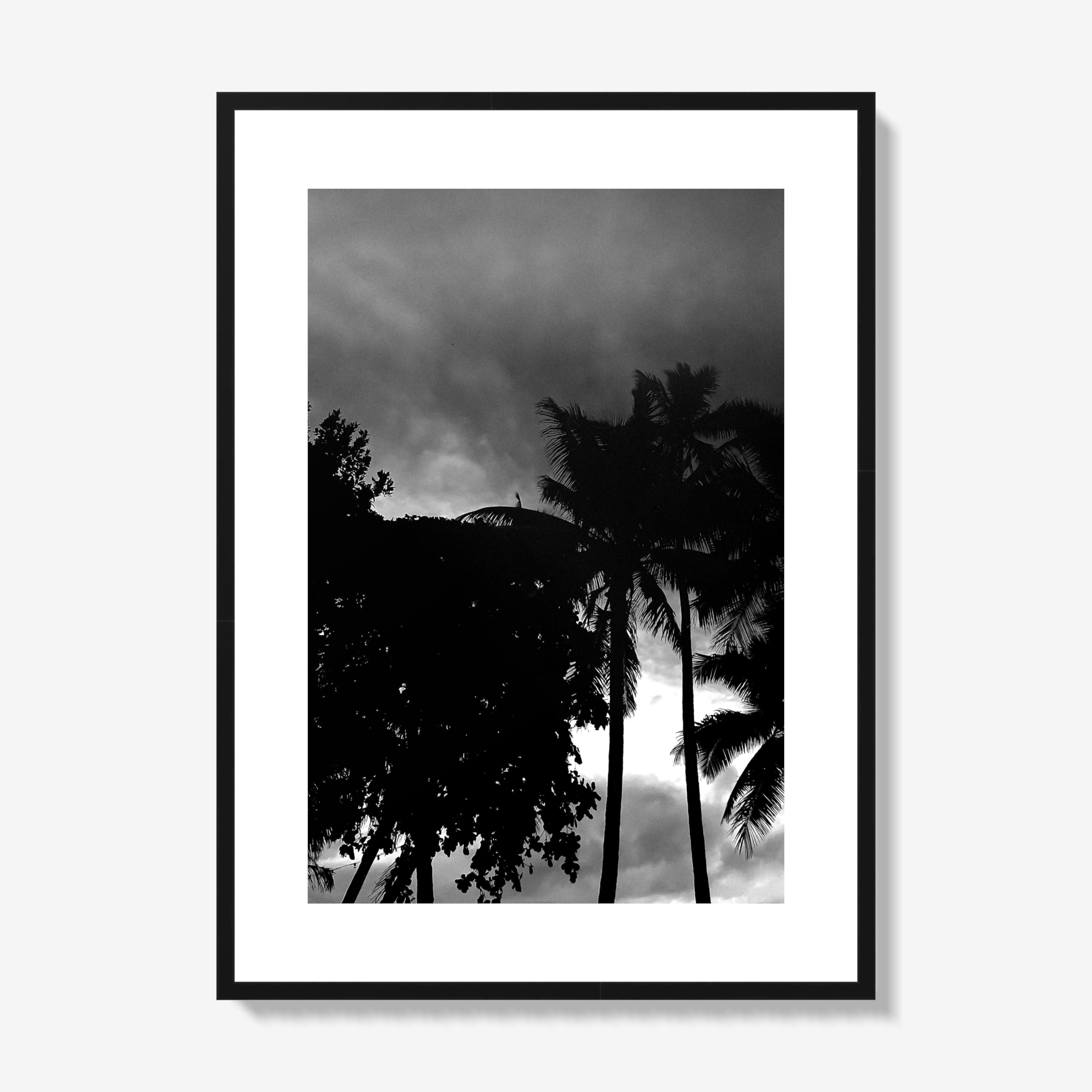 Palm Tree